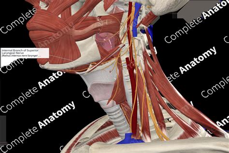 Internal Branch of Superior Laryngeal Nerve | Complete Anatomy