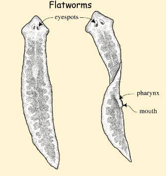 Flatworms - Facts, Diet & Habitat Information