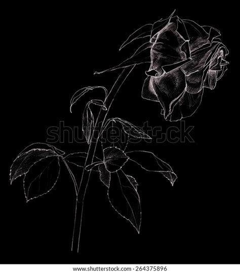 Black Rose Withered Rose Negative Drawing Stock Illustration 264375896 ...