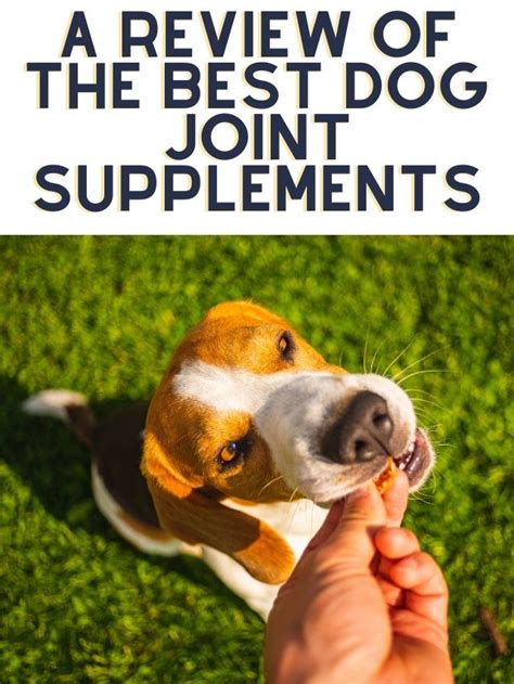 A Review Of The Best Dog Joint Supplements - I Love Veterinary - Blog ...