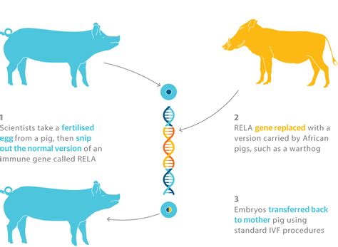 Swine fever-resistant pigs produced through new gene-editing technique - Genetic Literacy Project