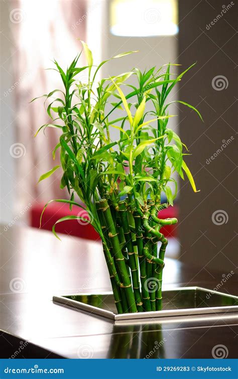 Bamboo arrangement stock image. Image of plate, orient - 29269283