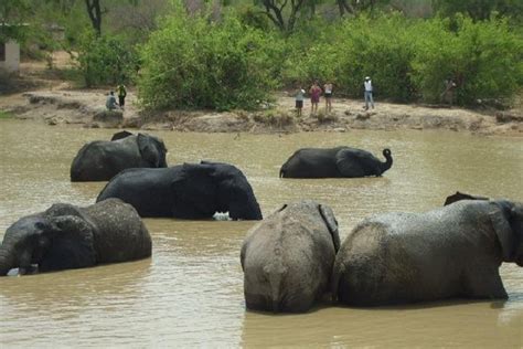 2024 (Accra) Culture, History & Wildlife Safari Experience