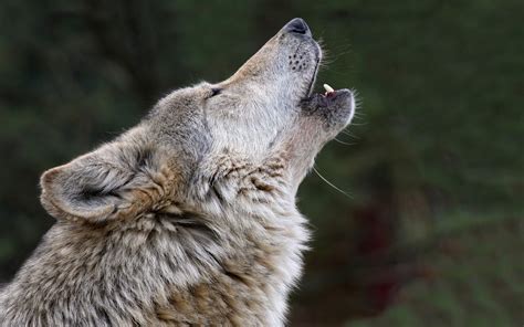 'It's a Dark Market,' Howls the Real 'Wolf of Wall Street' About Bitcoin | Bitcoinist.com