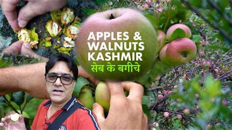 Pictures Of Apple Garden In Kashmir | Fasci Garden