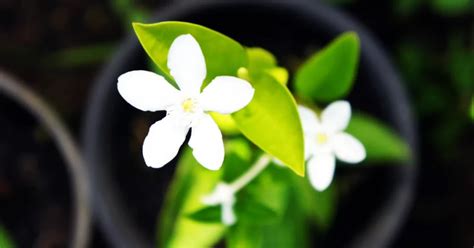 How to Grow Jai Jui Flower | Jasmine Auriculatum Care - podhya.com