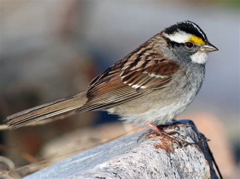 White-throated Sparrow - eBird