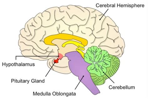 Where is the Pituitary Gland Located?