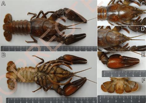 Astacus astacus (specimen 3) plate. A: dorsal view; B: ventral view; C:... | Download Scientific ...