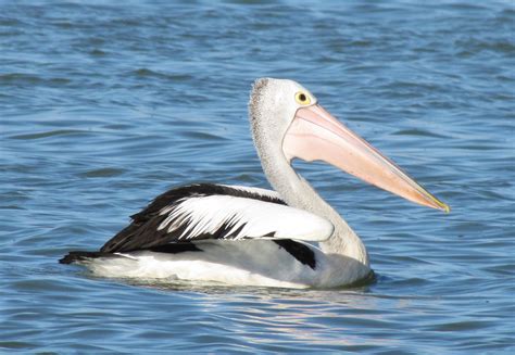 Lake Albert Archives - Trevor's Birding - Trevor's Birding