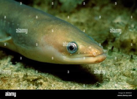 European Eel Anguilla anguilla Baltic Sea Germany Stock Photo - Alamy