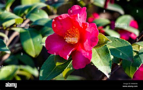 Camellia Dr Clifford Parks closeup 1 Stock Photo - Alamy