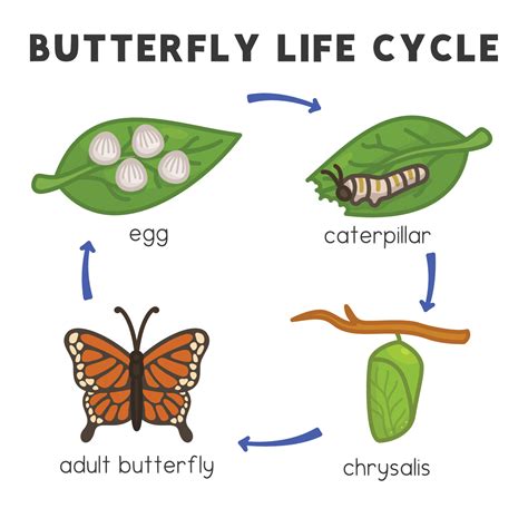 butterfly life cycle diagram chart in science subject kawaii doodle vector cartoon 11877361 ...