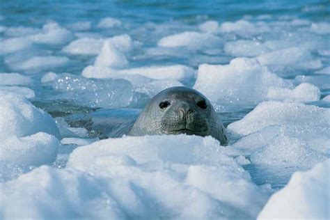 Wildlife - Antarctica