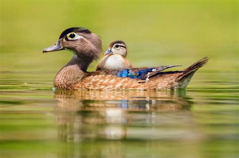 Duck, animals, Baby Duck, water wallpaper | animals | Wallpaper Better