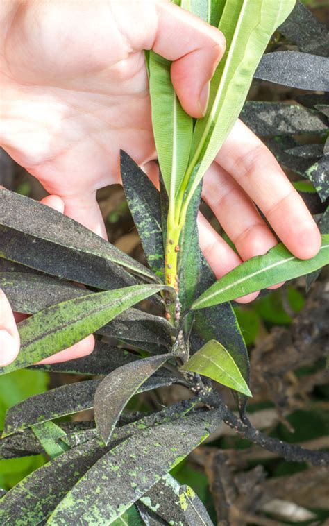 Black Sooty Mold On Plants - canvas-point