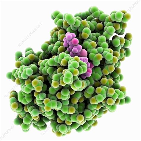 New Delhi metallo-beta-lactamase molecule - Stock Image - C035/5978 - Science Photo Library