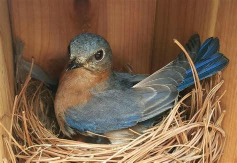 Brood of bluebirds herald spring | Spotlight | myeasternshoremd.com | Eastern bluebird, Blue ...