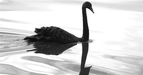 Black Swan Event Examples in History (and Why the Pandemic Isn’t One)