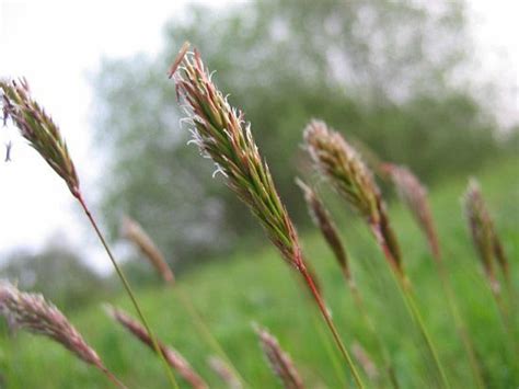 Sweet vernal grass | plant | Britannica