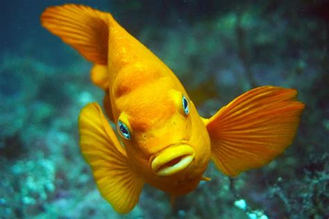 A Garibaldi (the state fish of California) tries to attack my camera on ...