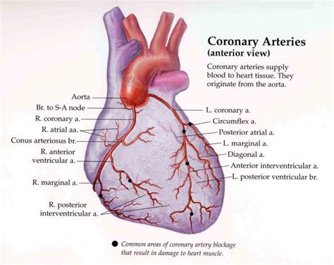 arteries veins the Arteries Of The Heart Anatomy new project heart anatomy illustrations and ...