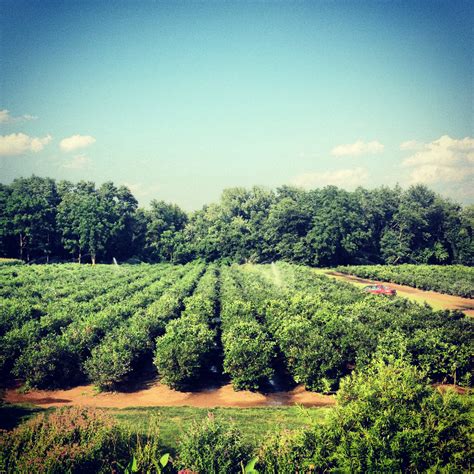 The Green Barn Berry Farm | Pick your own strawberries, blueberries, red and black raspberries ...