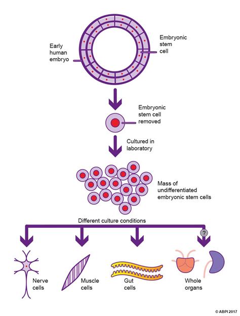 Controversy Over the Use of Embryonic Stem Cells in Research – hadron