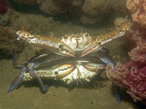 "Blue Swimmer Crabs Mating" by JimDodd | Redbubble