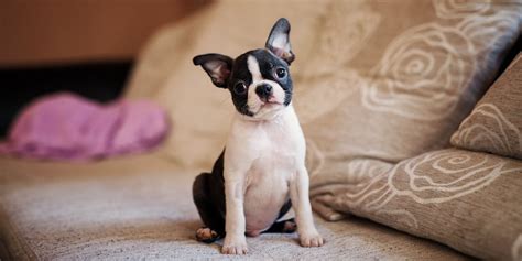 Boston Terrier Names | TrustedHousesitters.com