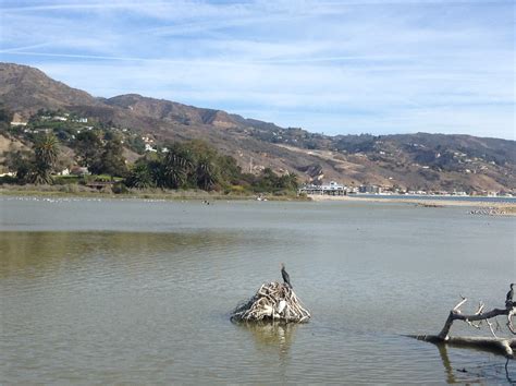 Malibu Lagoon Bird Watching with Kids - No Back Home