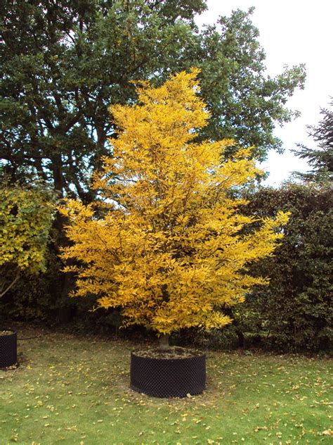 Glorious autumn colour of Fagus sylvatica Asplenifolia, Common Name: Cut leaf or Fern leaf Beech ...