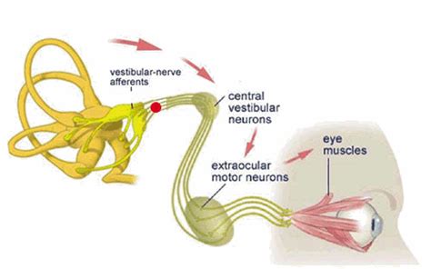 Getting past double vision one day at a time: The vestibular system and vision | Muscles, Eveil