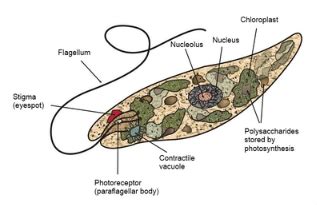 Protist Cell | Structure, Type & Classification - Video & Lesson ...