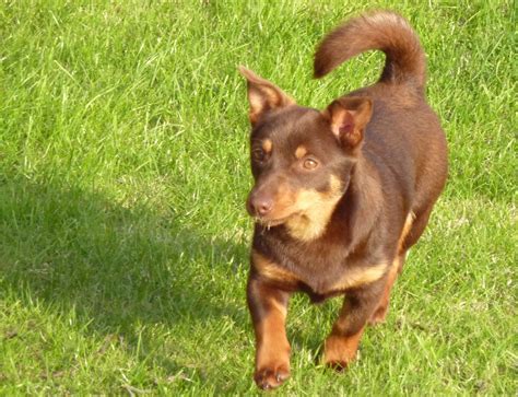 Lancashire Heeler dog on the grass photo and wallpaper. Beautiful ...