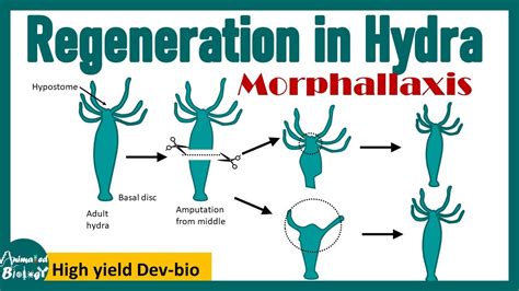 Regeneration in Hydra | Morphallaxis | Dev bio - YouTube