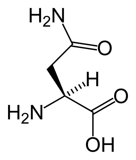 Asparagine - Psychology Wiki