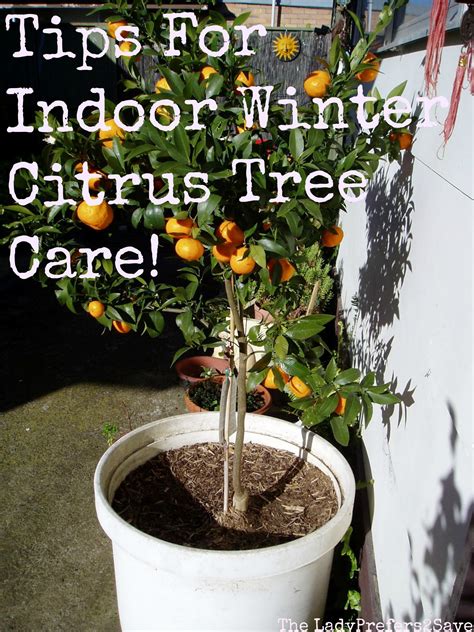 Gardening On A Budget: Tips For Taking Care Of Indoor Citrus Trees Over Winter!