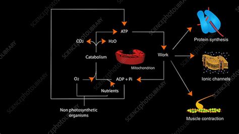 ATP Cycle, animation - Stock Video Clip - K004/3510 - Science Photo Library