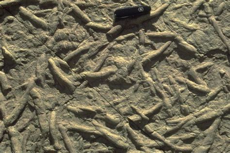 Cambrian trace fossils – Geology Pics