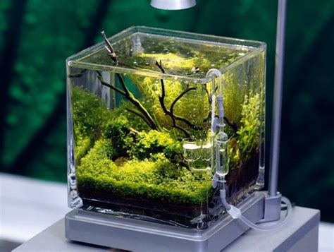 Inspirational aquariums: Planted pico - Practical Fishkeeping