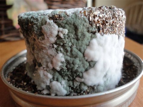 Green mold after first flush??? - Contamination Forum - Shroomery Message Board