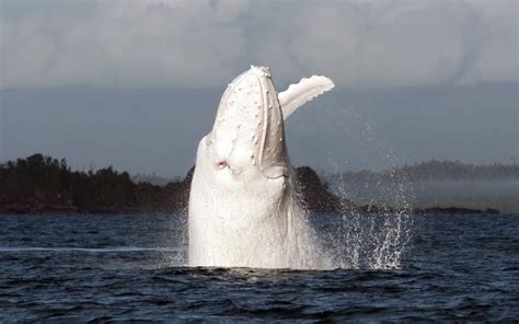 Rare Albino Whale Photo | One Big Photo