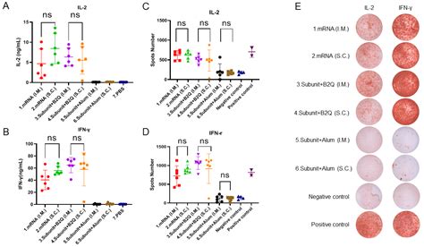 Vaccines | Free Full-Text | Comparison of the Immune Effects of an mRNA Vaccine and a Subunit ...