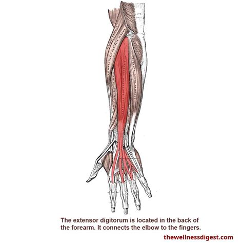 Extensor Digitorum Muscle: Arm, Elbow, Hand, Finger Pain - The Wellness Digest