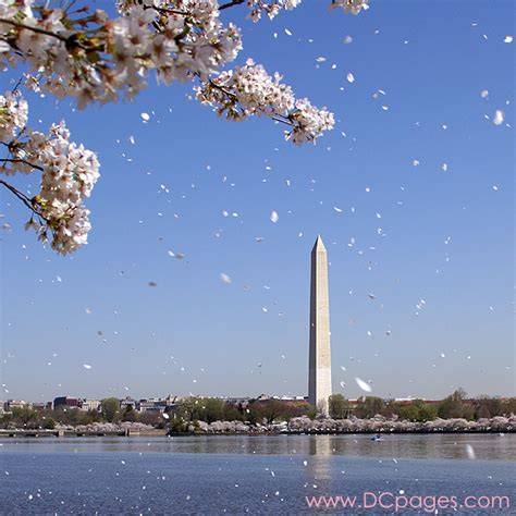 Washington Monument Cherry Blossoms Photograph