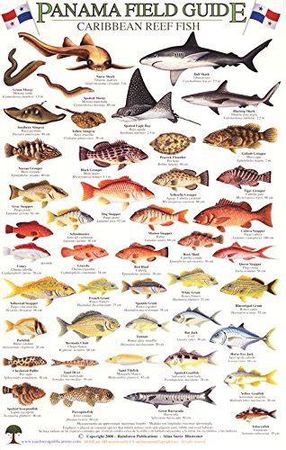 Panama Caribbean Reef Fish Identification Guide (Laminated Single Sheet Field Guide) (English ...