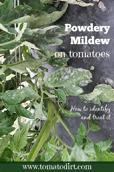 Powdery Mildew on Tomatoes: how to identify and treat it