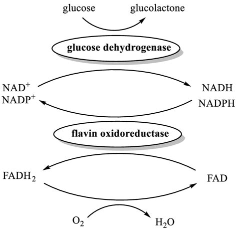 The enzyme-catalyzed reduction of FAD to FADH2. | Download Scientific Diagram