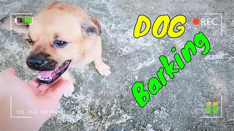 How Two Male Dogs Reacts With Strangers - Barking Angry or Friendly? | Viral Dog - YouTube